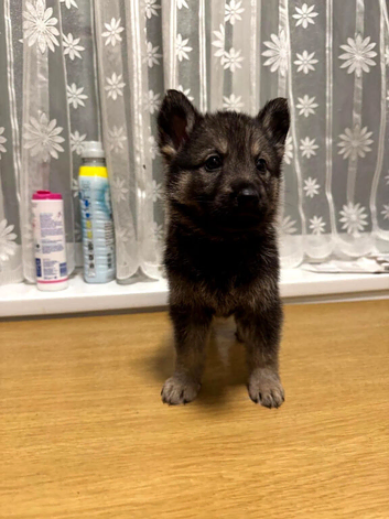 Shepsky puppies ready to leave now!!