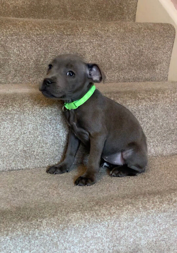 Beautiful blue Staffordshire bull terrier puppies