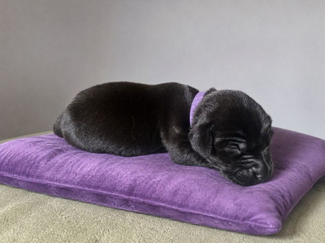 Kennel Club, pedigree Labrador retriever puppies