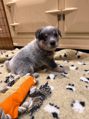 Australian Cattle Dog Puppies