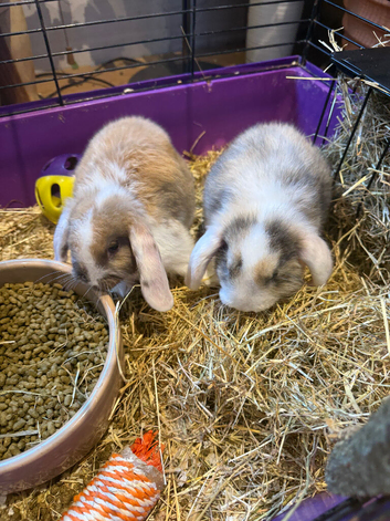 Mini lop rabbits