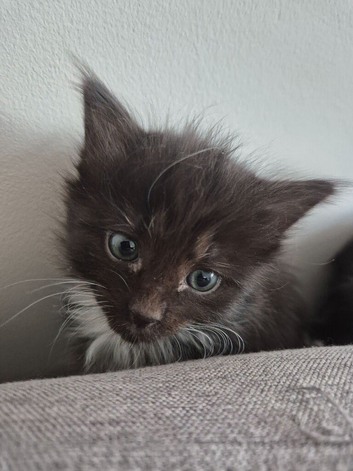 Black and white kittens