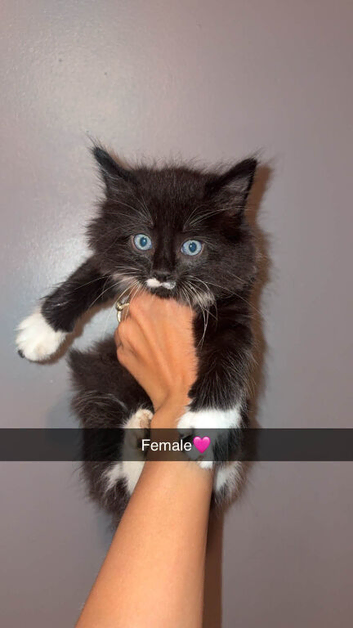 Maine coon X kittens