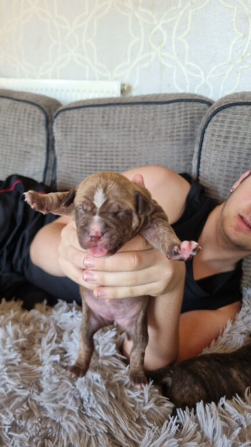 Staffy puppies for sale