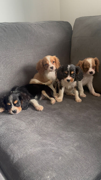 Cavalier King Charles
