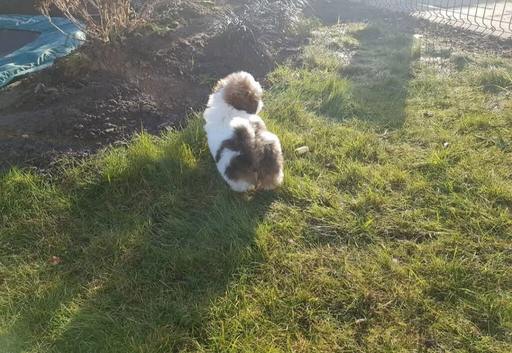 My shih tzu