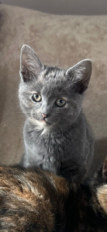 Grey Kitten
