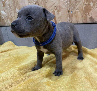 Blue Staffordshire bull terrier puppies