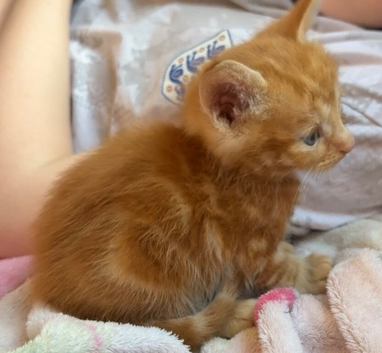 Beautiful kittens for sale!