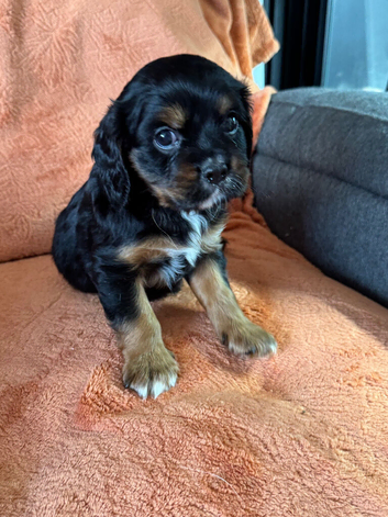 Cavalier Puppies READY NOW