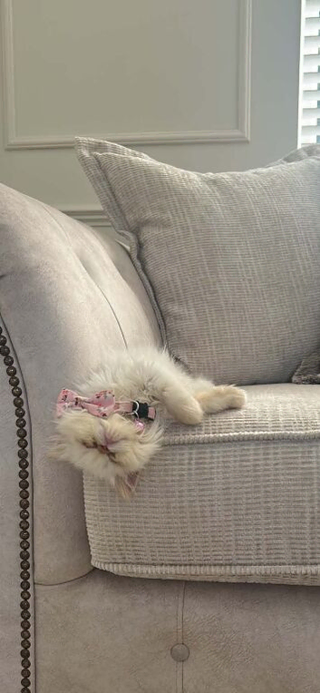 flame point persian