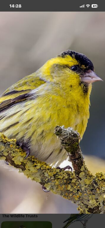 Siskin
