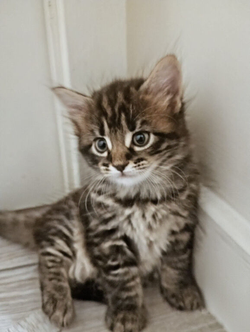 Kittens for sale. READY TO LEAVE NOW
