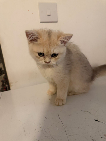 Beautiful lilac golden little girl
