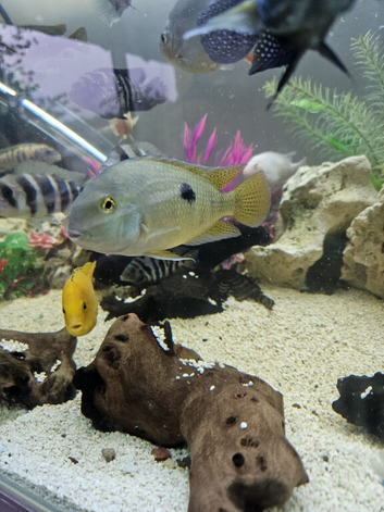 Various cichlids