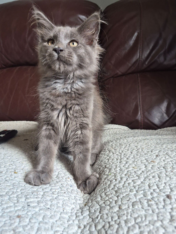 Maine coon