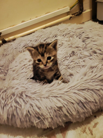 2 kittens avaliable