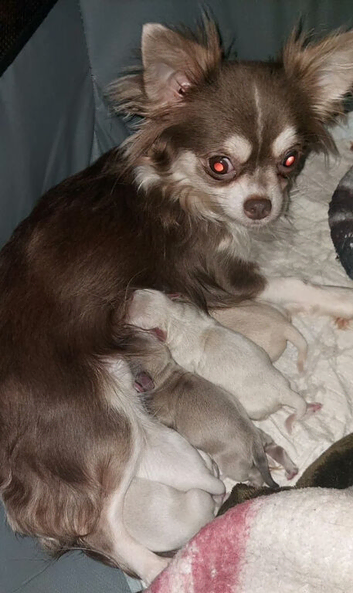 Cute chihuahua applehead