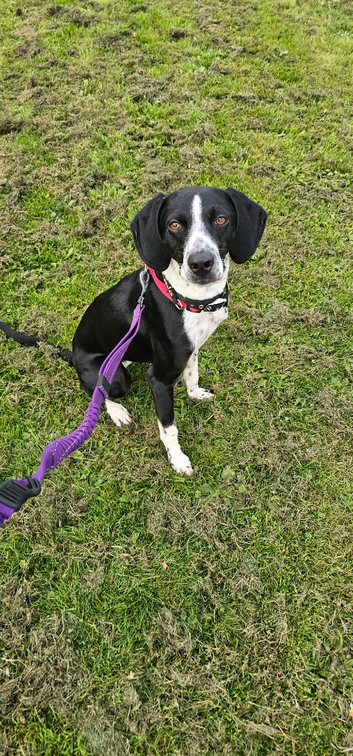Beautiful Female Pocket Pointer. 21 months old.