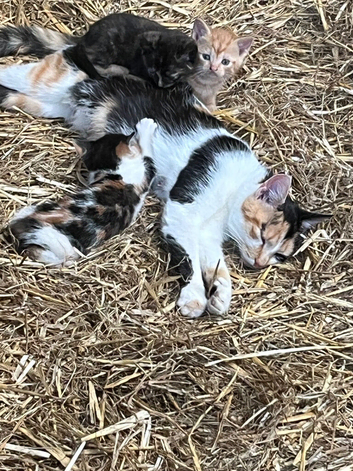 Kittens