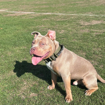 Exotic bully
