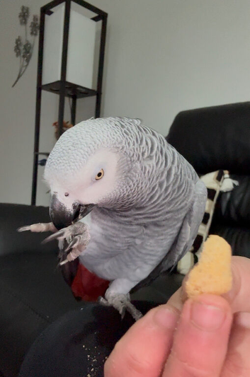 Super Chatty and Super Tame African Grey