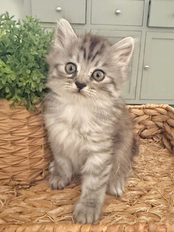 1/2 Persian kittens