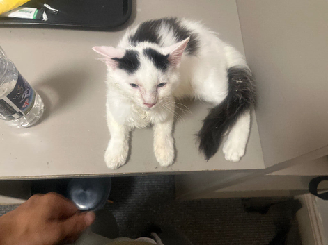 Angorian long hair kitten 11 weeks fully trained ready to rehome