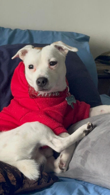 Handsome 2 year old JRT for stud