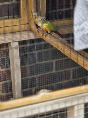 Breeding pair of sun dilute parrots ****