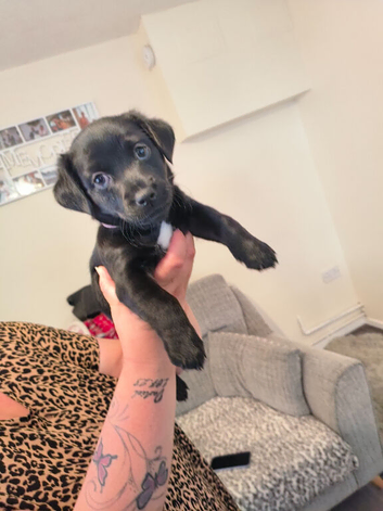 Patterdale Terriers x border terrier puppies