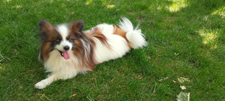 Papillon dog