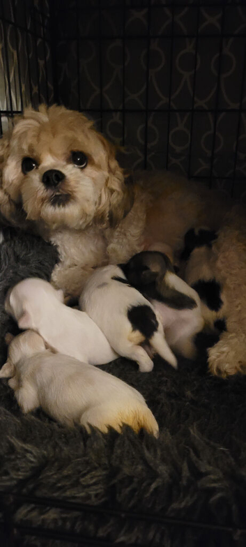 Beautiful boy shih poos