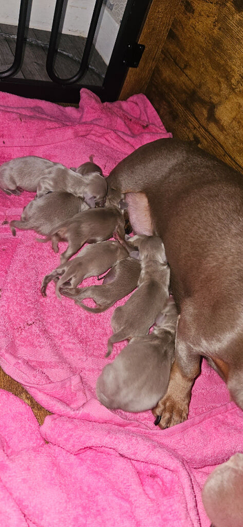 Isabella blue miniature dachshund puppies