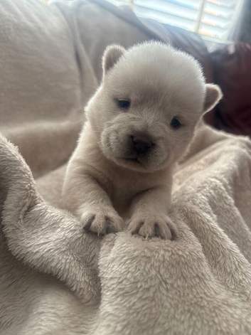 Chow chow puppies for sale