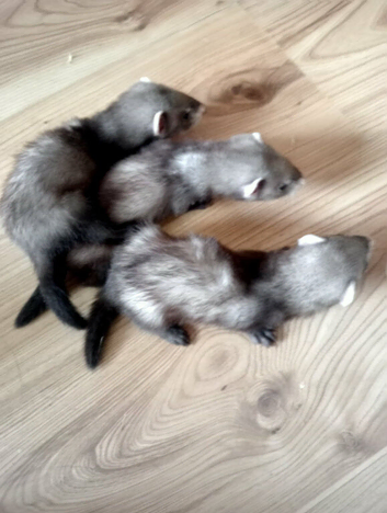 14 baby ferrets
