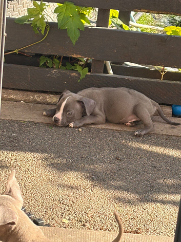 Micro bullies Ready to go