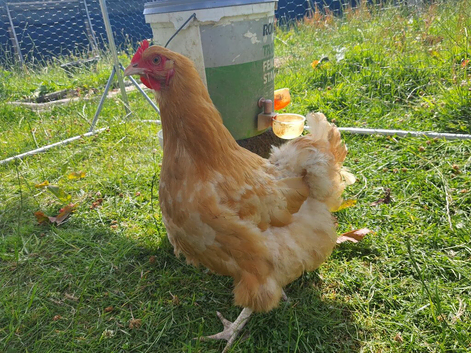 Buff Orpington flock