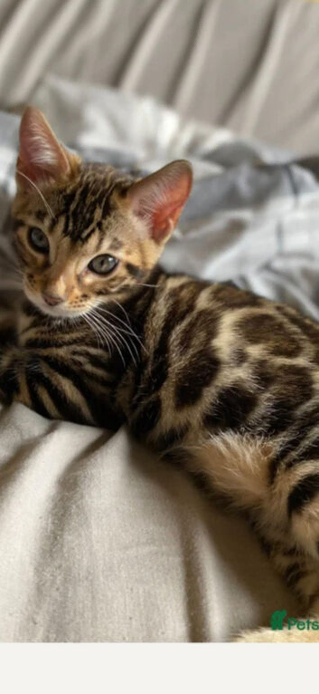 **NEED REHOMING**Beautiful bengal female 7 months old