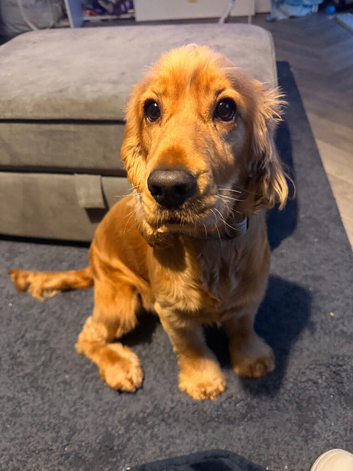 Cocker spaniel 16 Months old.