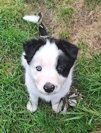 Long haired white face Border Collie Pups