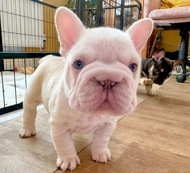Fluffy French Bulldog Puppies