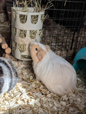 Beautiful sow looking for her forever home