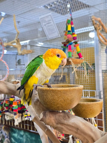 Baby Yellow Thigh Caique,8