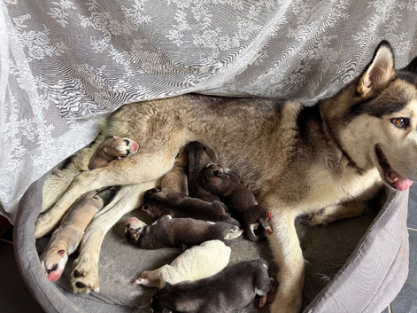 Puppies Siberian husky
