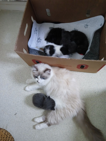 Ragdoll