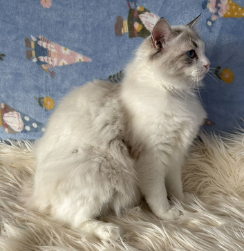 Two Sister TICA Registered Female Ragdoll