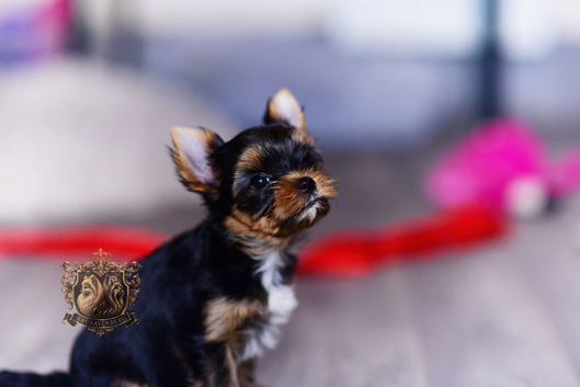 MINIATURE YORKSHIRE TERRIER