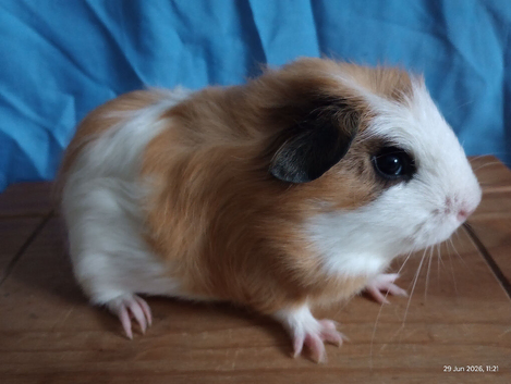 Cute male baby guinea pig
