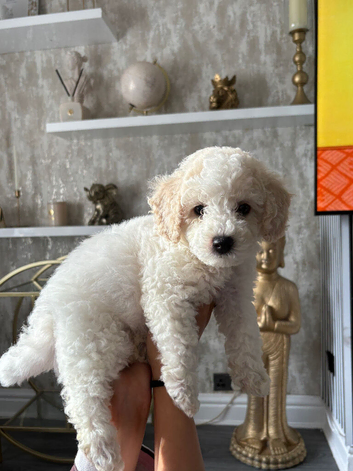 *REDUCED*READY TOMORROW 7th Cavapoochon pupps